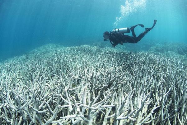 Σχολή Χατζήβεη - Κοραλλιογενής Ύφαλος με...ρομποτάκια! - 13/2/2017 Σχολή Χατζήβεη - Κοραλλιογενής Ύφαλος με...ρομποτάκια! - 13/2/2017