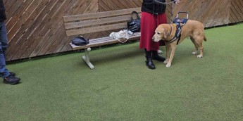 Σχολή Χατζήβεη - Γνωρίζοντας έναν Σκύλο-Οδηγό - 11/11/2025 Σχολή Χατζήβεη - Γνωρίζοντας έναν Σκύλο-Οδηγό - 11/11/2025