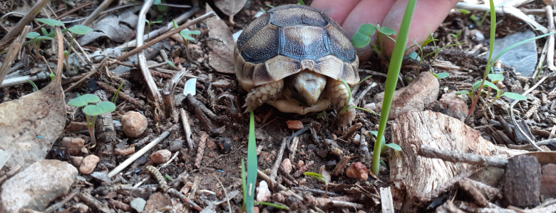 Σχολή Χατζήβεη - Οbserving in Nature! - 10/11/2021