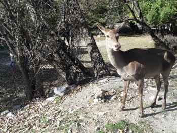 Σχολή Χατζήβεη - Εξόρμηση στην Πάρνηθα! - 7/11/2018