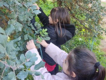 Σχολή Χατζήβεη - Δεντρολιχουδιές για τα Ζώα του Άλσους - 10/12/2025