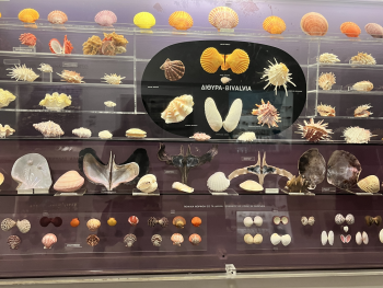 Σχολή Χατζήβεη - Μια Μέρα στο Μουσείο Φυσικής Ιστορίας - 30/4/2026